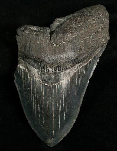 Bargain Megalodon Tooth - South Carolina #6665